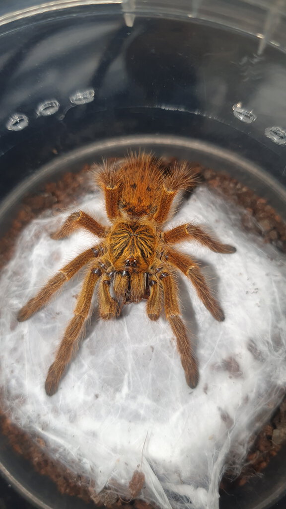 Pterinochilus murinus teen male eating roaches_01