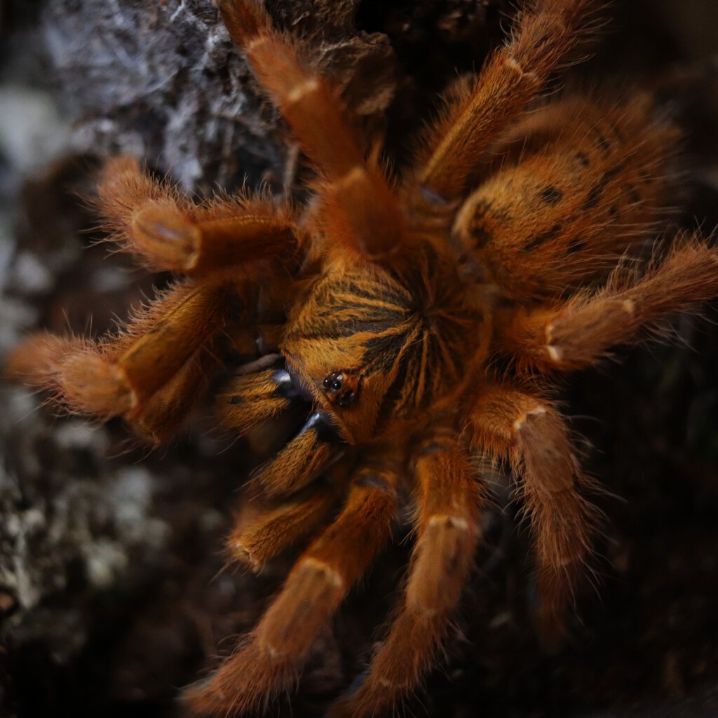 Pterinochilus murinus "Usambara"