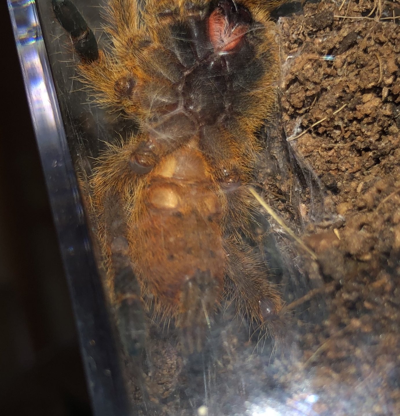 Pterinochilus murinus [ventral sexing]