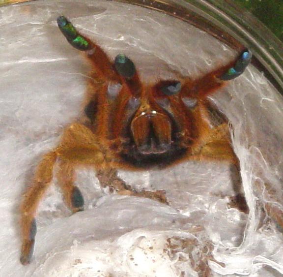 Pterinochilus murinus