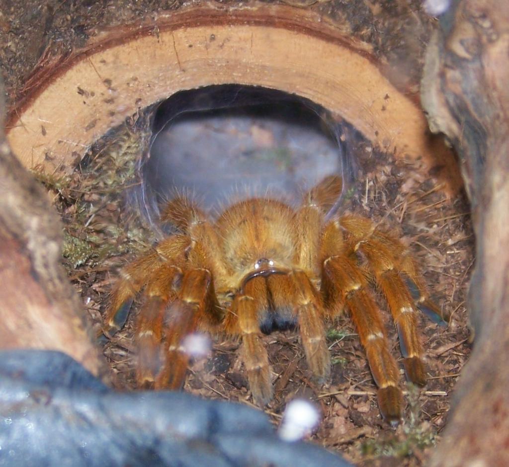 Pterinochilus Murinus