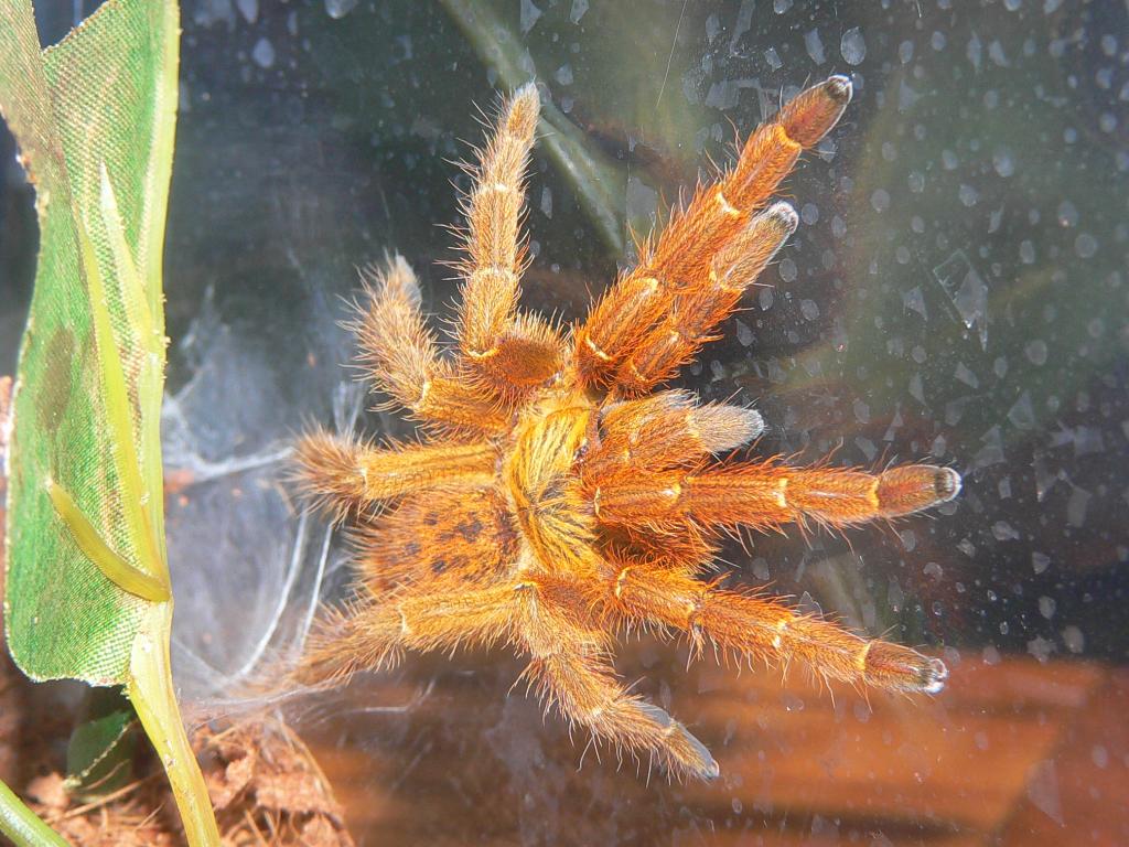 Pterinochilus murinus