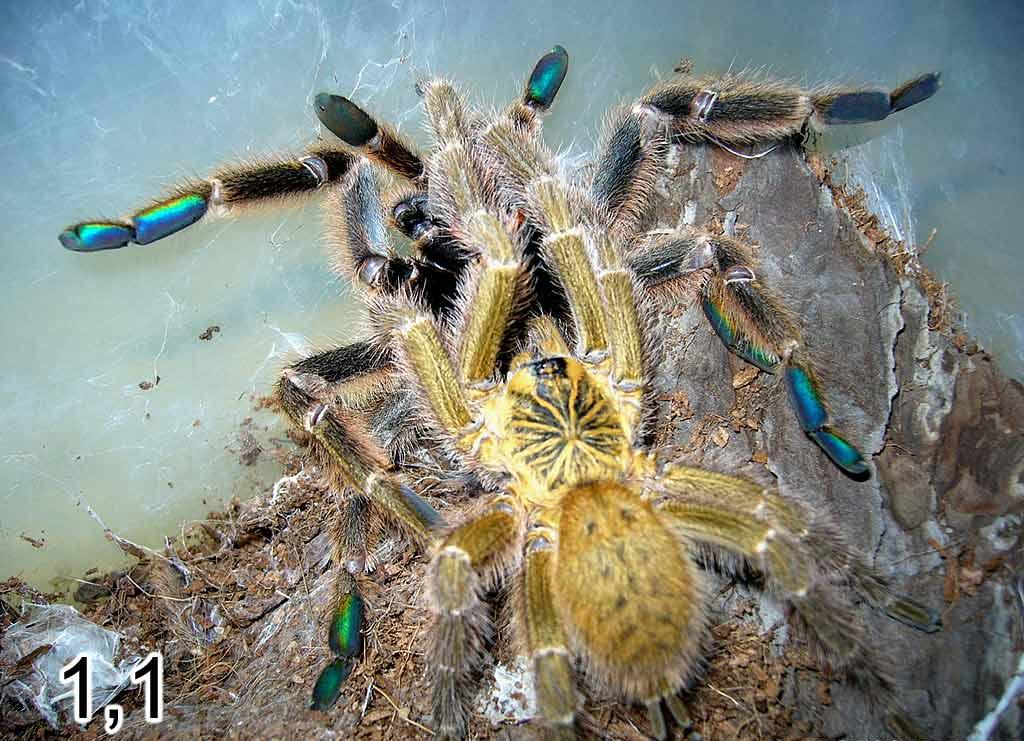 Pterinochilus murinus