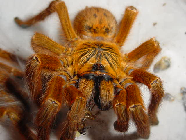 Pterinochilus murinus