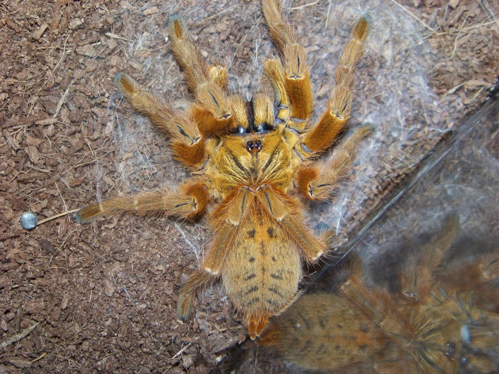 Pterinochilus Murinus