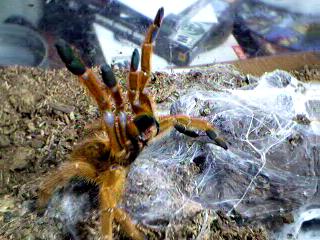 Pterinochilus murinus