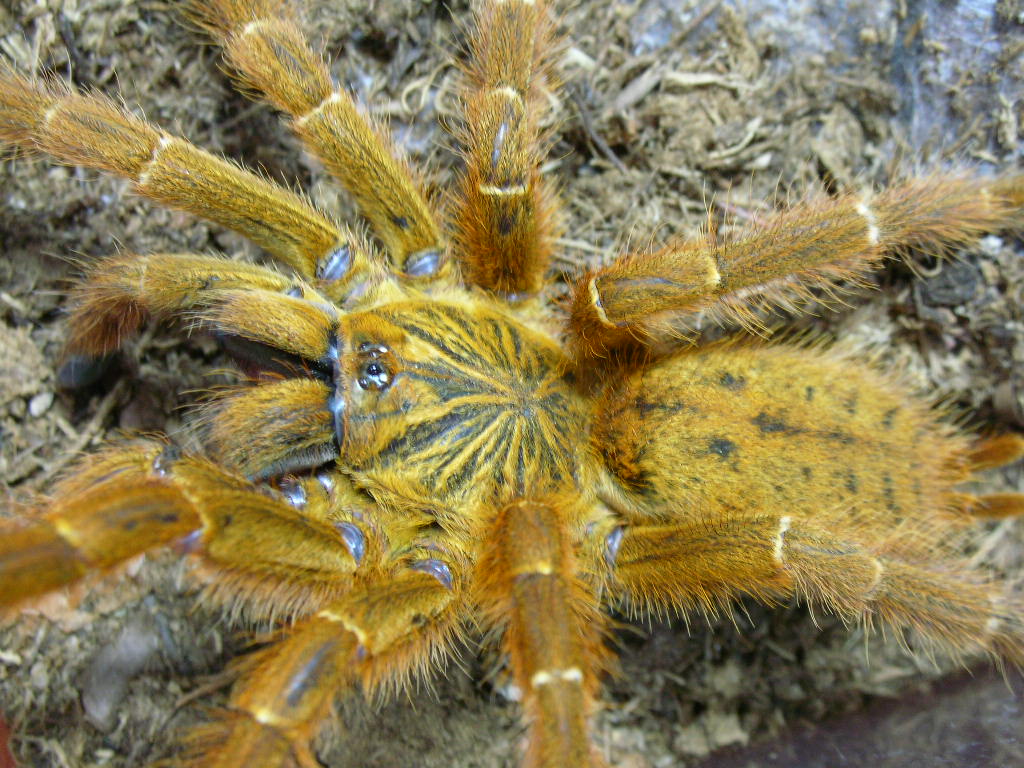 Pterinochilus murinus