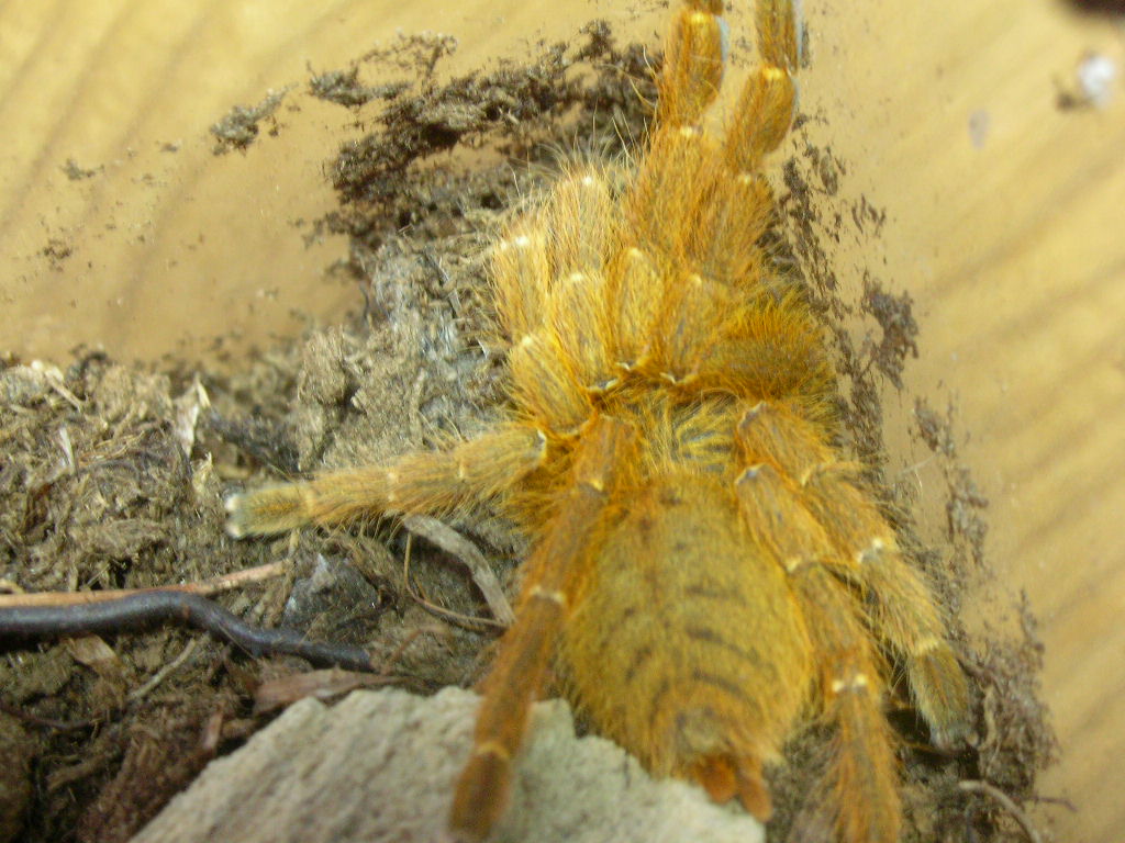 Pterinochilus murinus