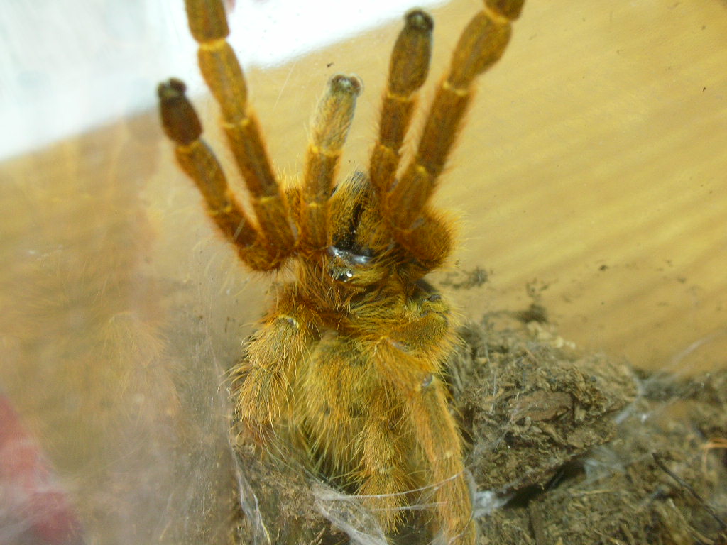 Pterinochilus murinus