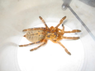 Pterinochilus Murinus