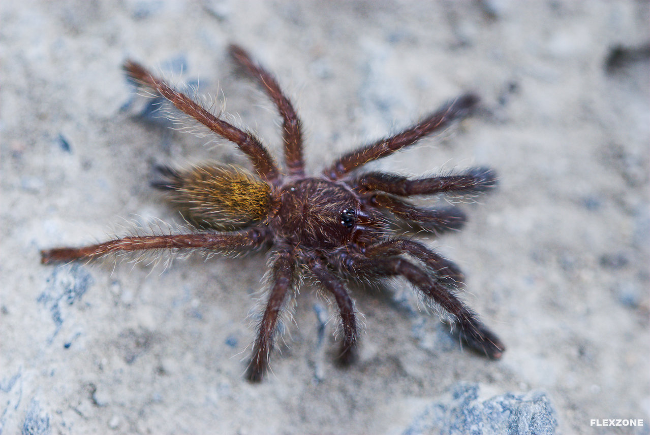 Pterinochilus murinus