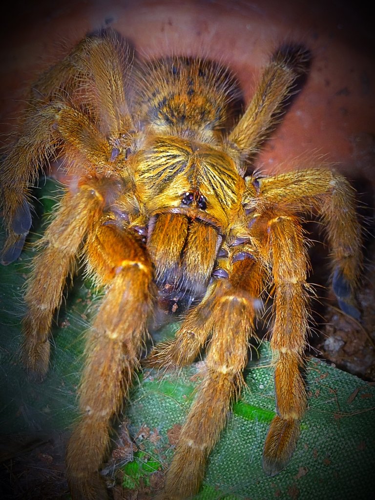 pterinochilus murinus