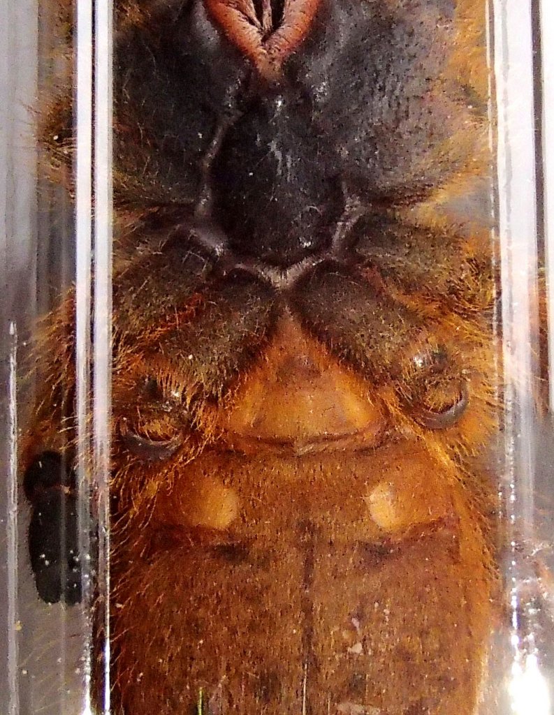 Pterinochilus murinus