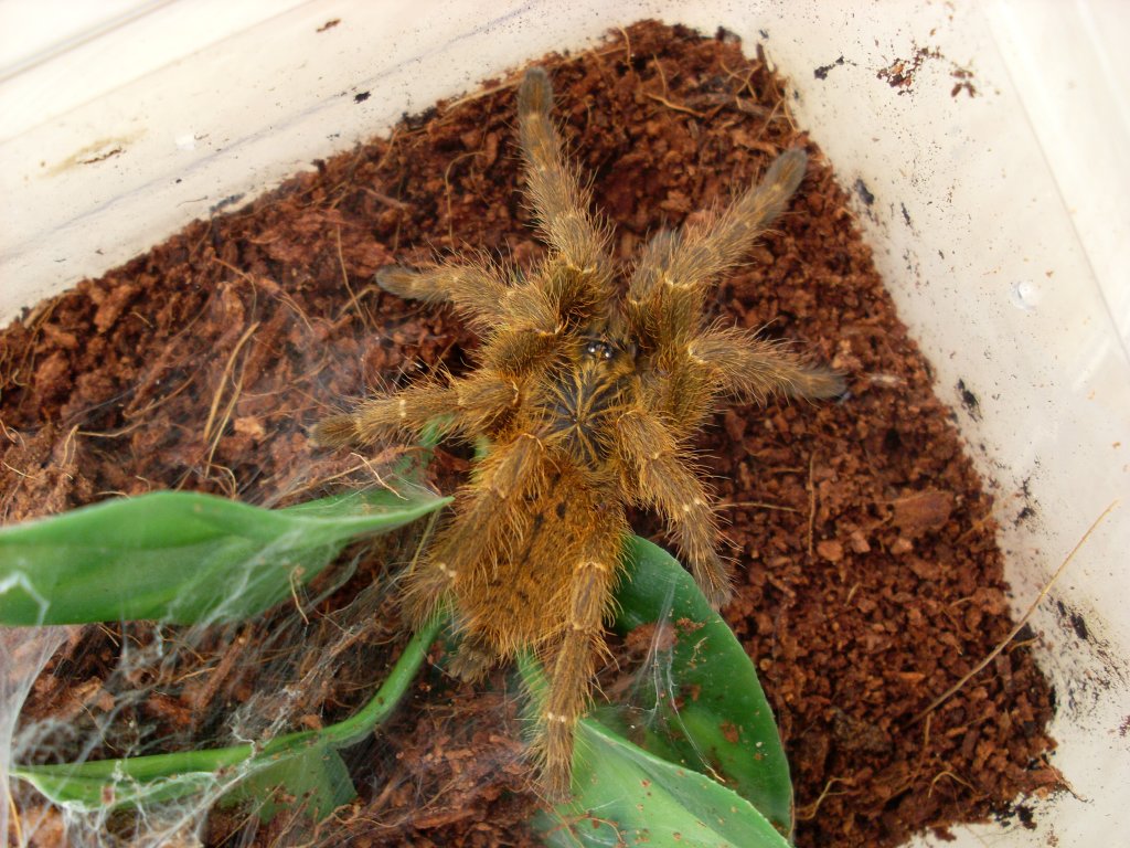 Pterinochilus murinus