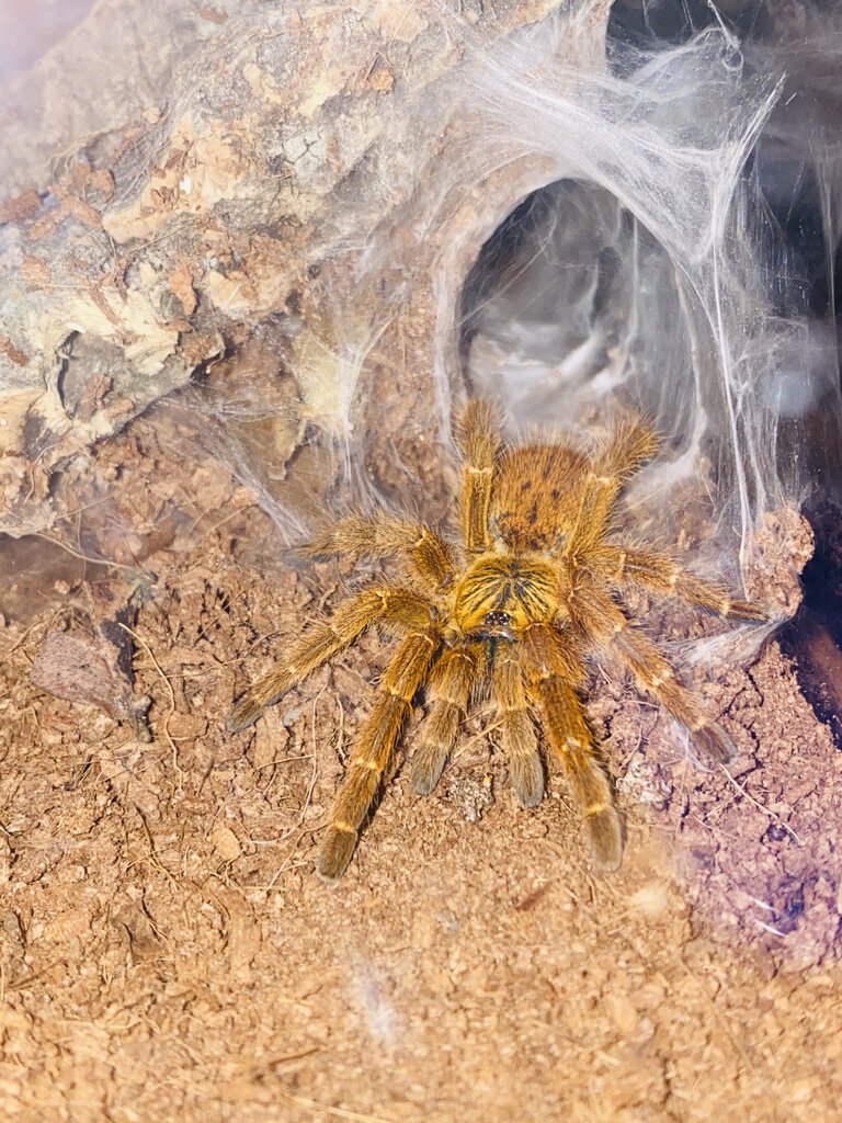 Pterinochilus Murinus