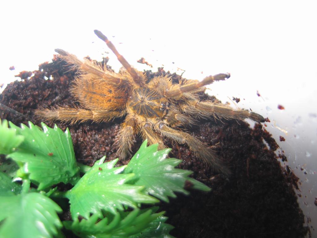 Pterinochilus murinus