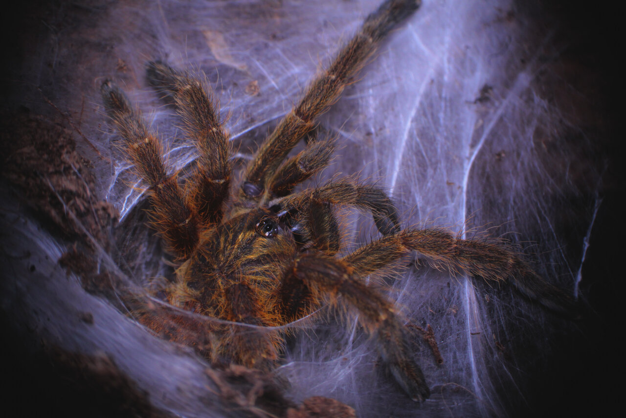 Pterinochilus murinus