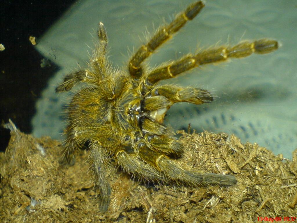 Pterinochilus murinus