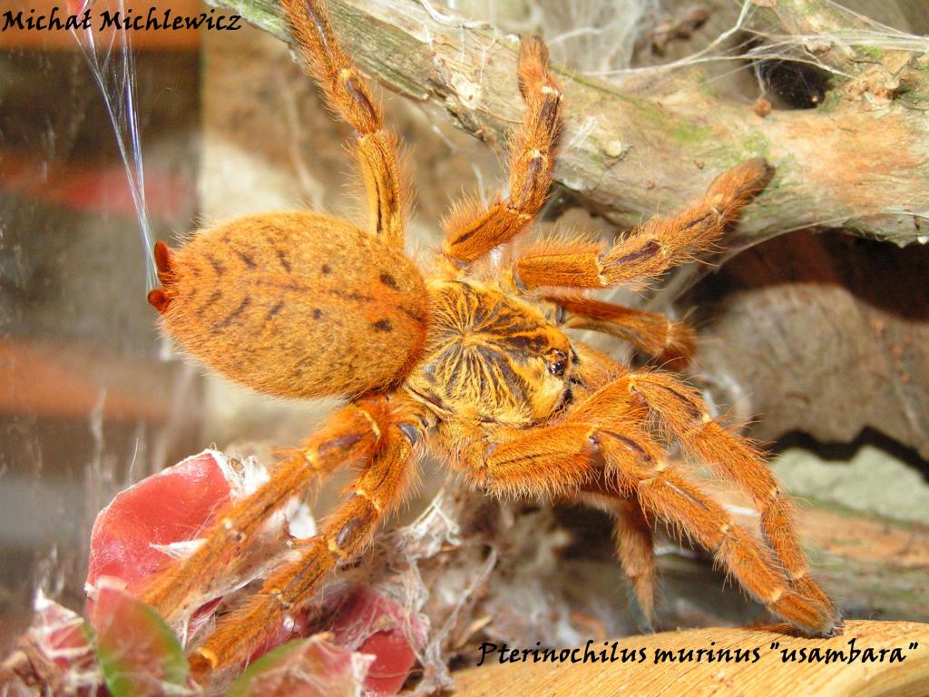 Pterinochilus murinus