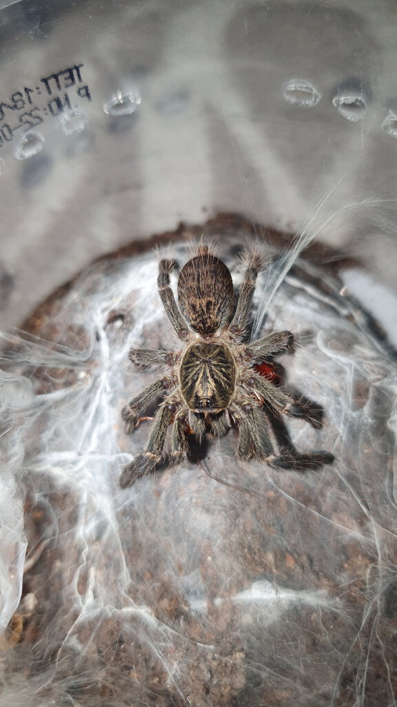 Pterinochilus sp 'Arusha'