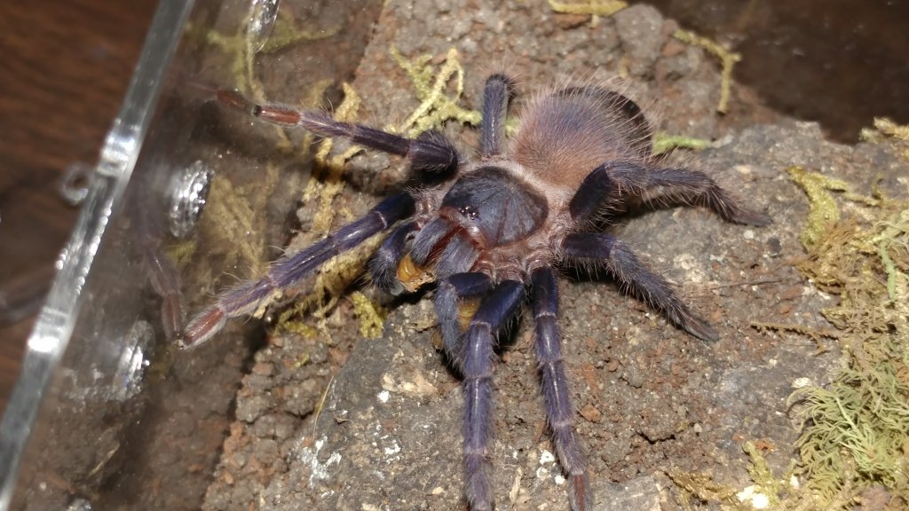 Pterinopelma sazamai