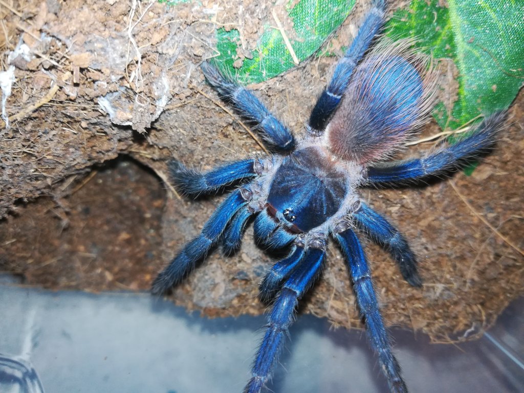 Pterinopelma sazimai 0,1 rarely out of her burrow