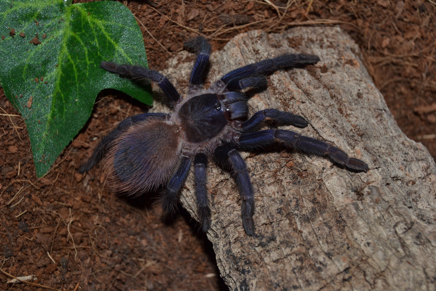 Pterinopelma sazimai 0,1