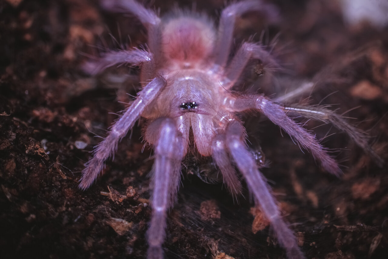 Pterinopelma sazimai - <1 inch frehsly molted