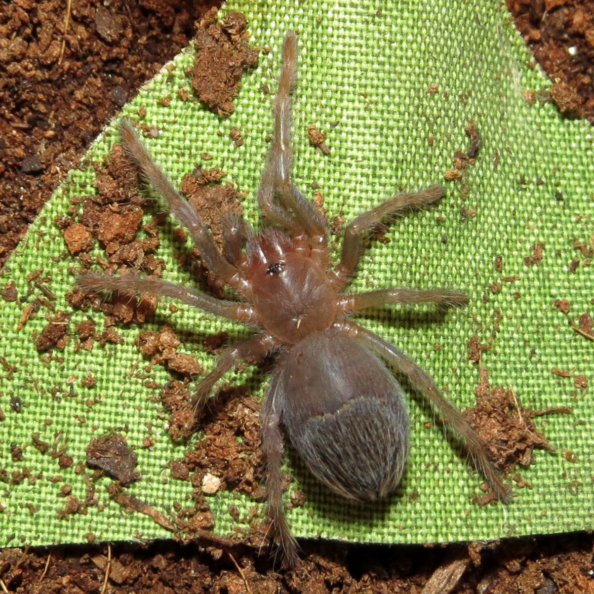 Pterinopelma sazimai (1")