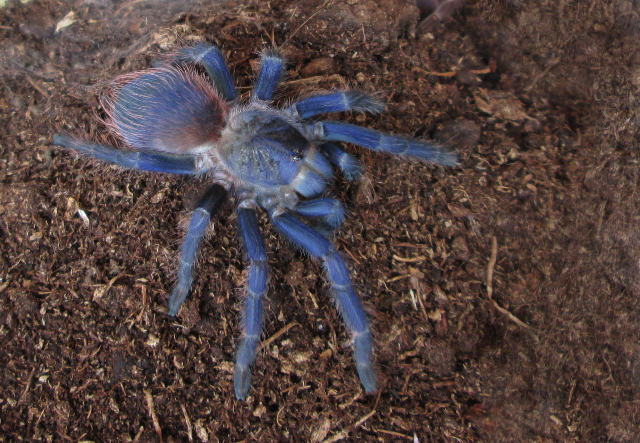 Pterinopelma sazimai Bertani, Nagahama & Fukushima, 2011 _3