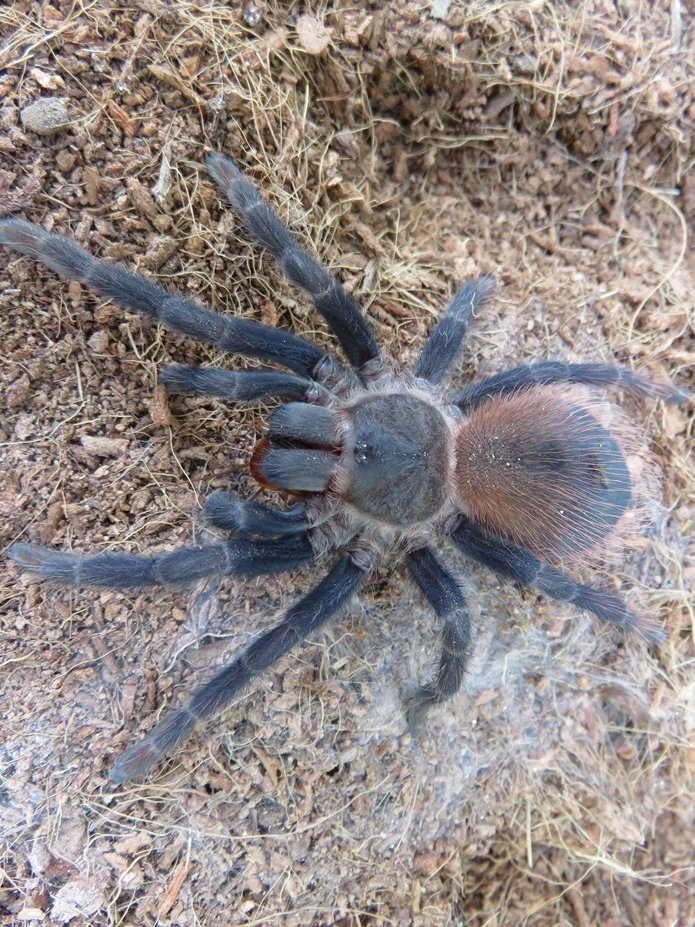 Pterinopelma sazimai in natural light