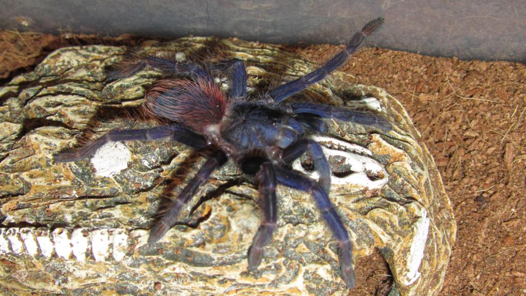 Pterinopelma sazimai