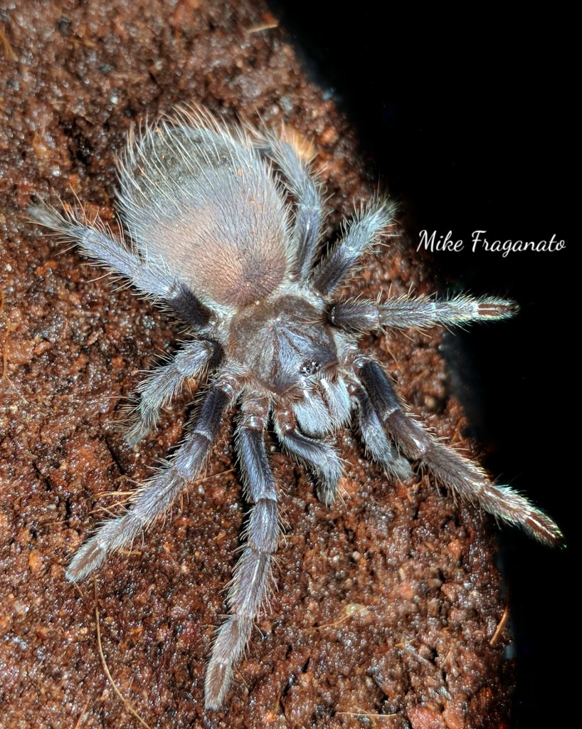 Pterinopelma sazimai