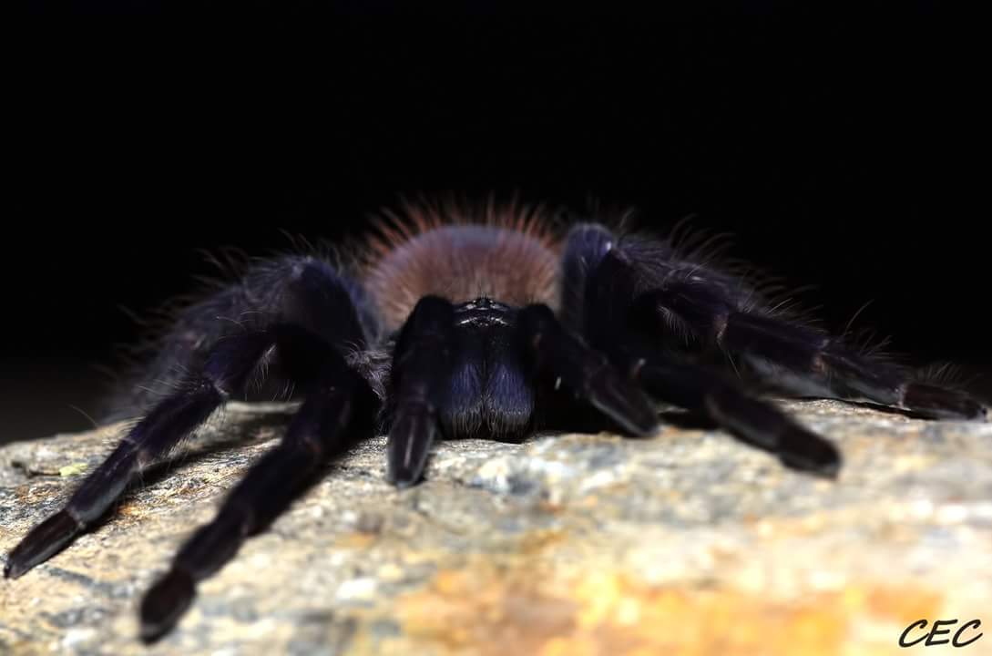 Pterinopelma sazimai