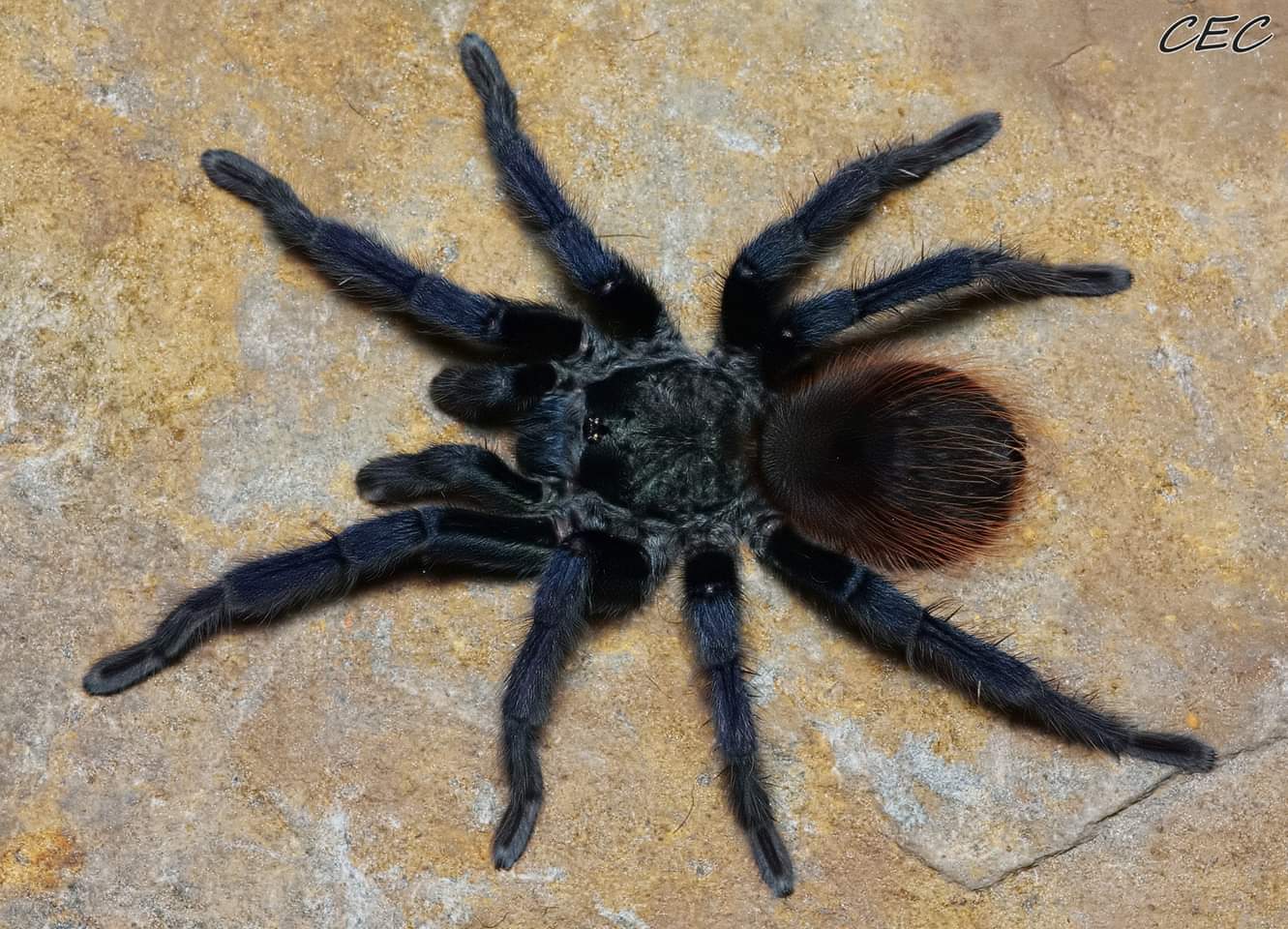 Pterinopelma sazimai