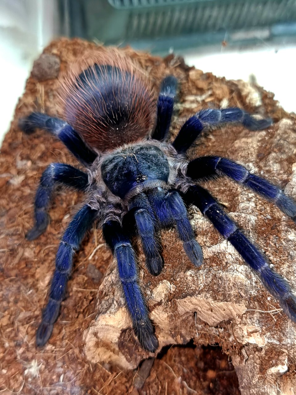 Pterinopelma sazimai