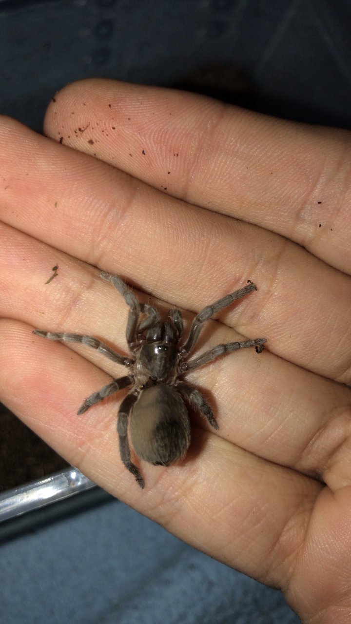 Puerto Rican pygmy tarantula?