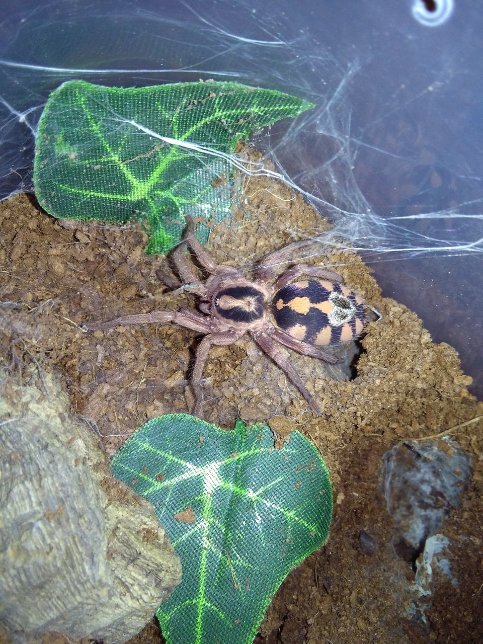 Pumpkin patch large female