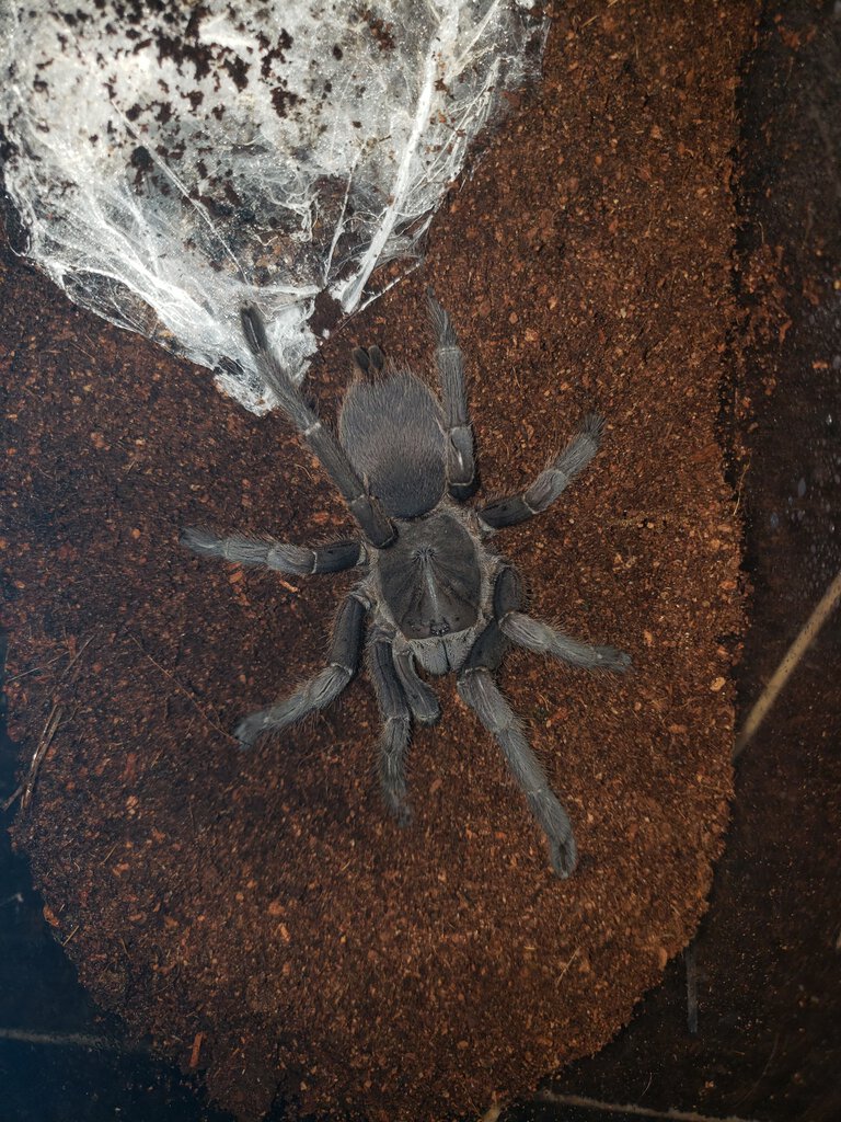 Purchased as Chilobrachys huahini