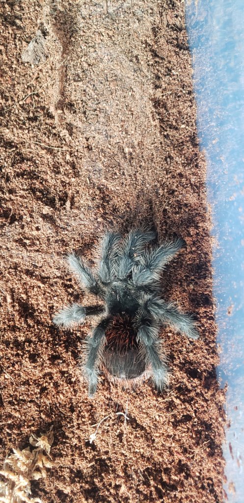 Purchased as G Pulchra