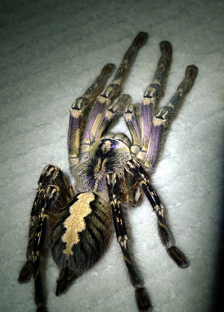 purple ornata