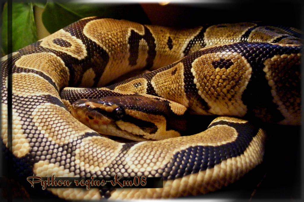 python regius