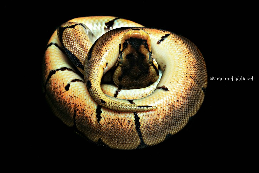 Python regius.