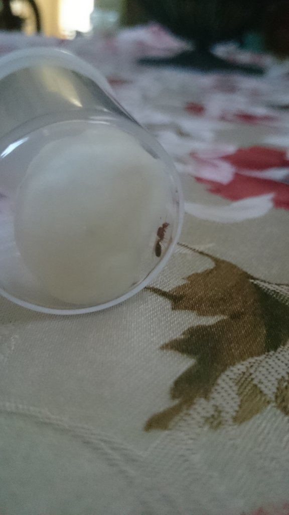 Queen ant