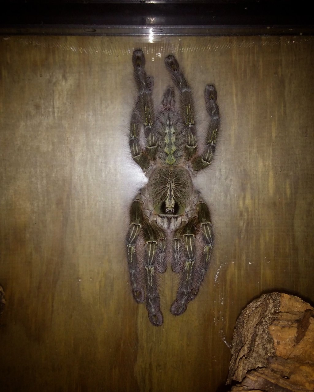 Queen of the spider room