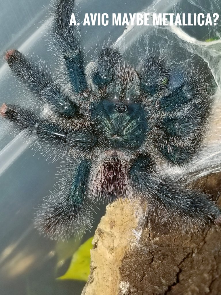 Questionable avic sp.