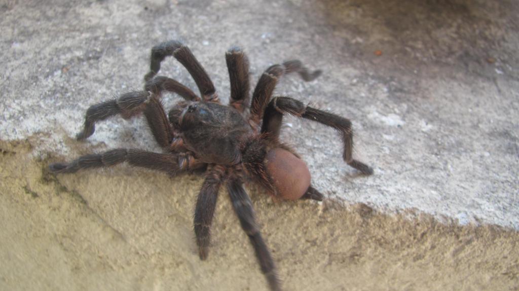 &quot;Acanthoscurria natalensis&quot; ?