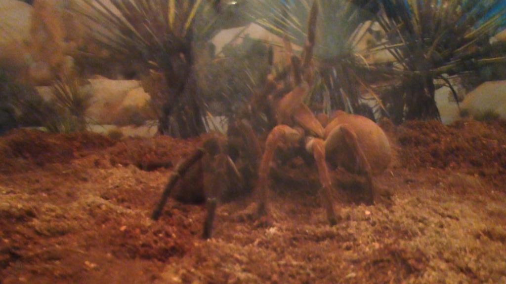 &quot;Magnus&quot; and &quot;Elvira's&quot; first mating