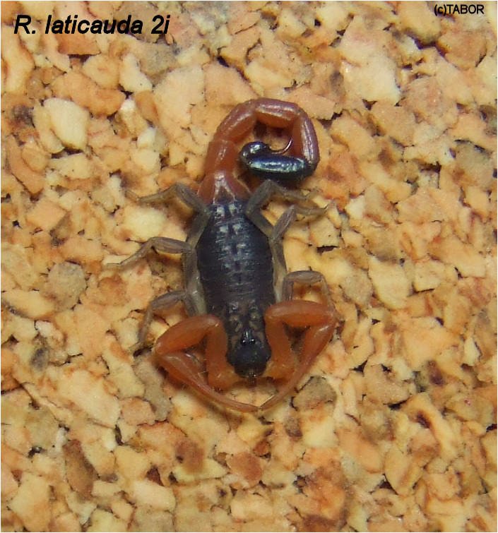 R. laticauda 2i