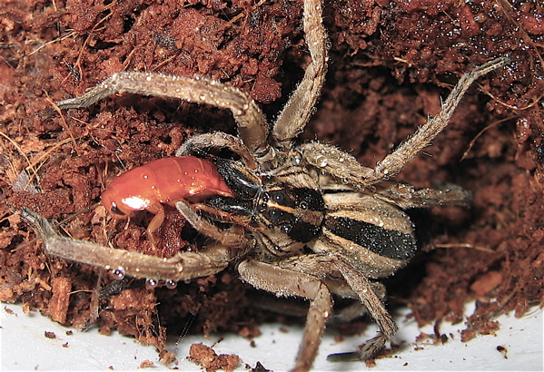 Rabidosa